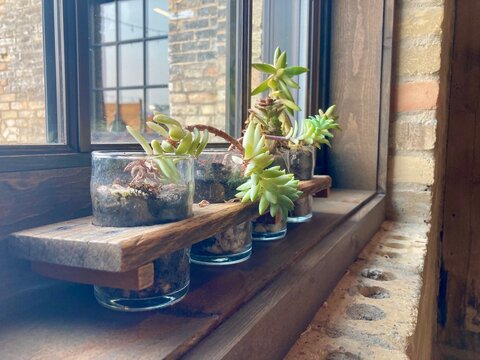 Succulent plants in a window