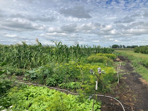 field in the summer
