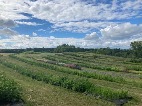 vineyard in region
