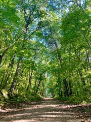 Summer trail in the woods