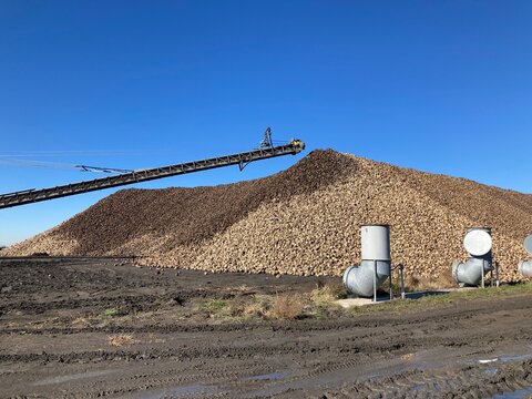 Sugar beet pile