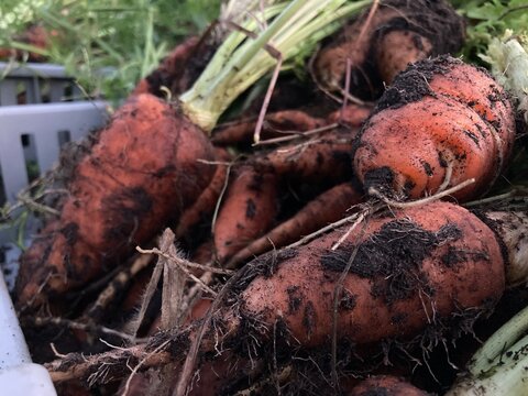 Rustic, just-picked carrots