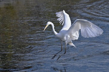 A white egret flapping its wings in a stream. Background material of wild birds.