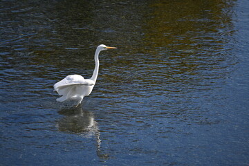 A white egret flapping its wings in a stream. Background material of wild birds.