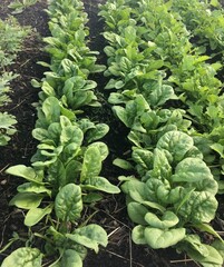 Young spinach growing in rows