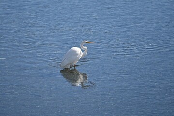 A white egret flapping its wings in a stream. Background material of wild birds.