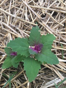 Lambsquarters in straw mulch