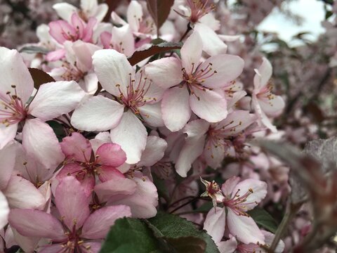 Cherry blossom flowers in bloom