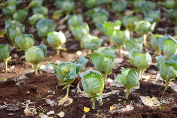 Cabbage plantation in the vegetable garden near village house. Local business. Harvesting.