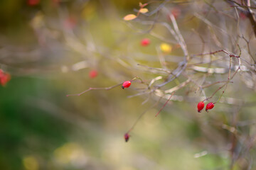 Single rosehip berry on a blurry background on autumn day. Beautiful details of nature.