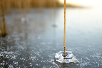 Ice surface of a frozen lake or river on a cold sunny winter sunset. An unusual ice around a dry reed stalk. Details of nature.