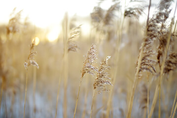 Fototapeta premium Dry grass on the coast of covered ice lake at sunset in winter. First snow and frost. Landscape. Details of nature.