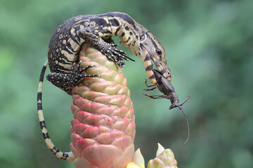 A young salvator monitor lizard was preying on a small black insect. This reptile has the...