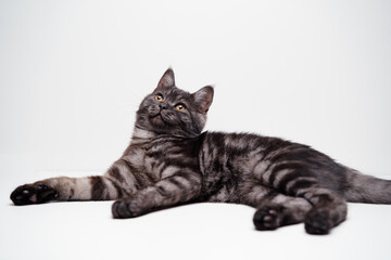 Adorable scottish black tabby kitten on white background.