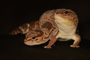 A pair of African fat tailed geckos are getting ready to mate. Selective focus with black BG. This...