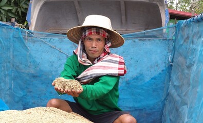 Portrait of Asian farmer with jasmine rice on hand, organic paddy