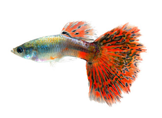 Fototapeta premium Guppy fish Isolated on transparent png