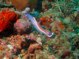 A beautiful white and pink nudibranch crawls along the seabed underwater.