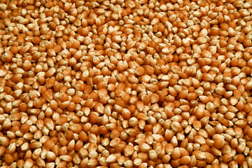 Dried corn kernels used to make popcorn