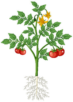 Tomato plant with fruit isolated with root system