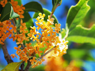 秋晴れの空とオレンジ色の花をつけた金木犀
