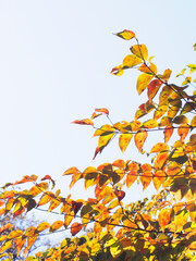 秋の晴れた空と色づき始めた木の葉