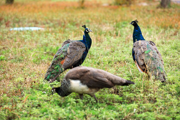 The peacock is on the grass