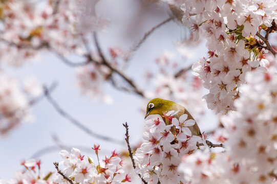 メジロ
bird on tree