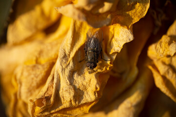 A fly on a yellow, withered rose flower. The last autumn days, before the onset of cold weather.