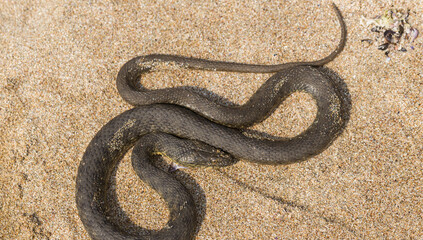Natrix tessellata. The dice snake is a European non venomous snake belonging to the family Colubridae, subfamily Natricinae. The reptile lives on the sandy beach of the Black Sea.
