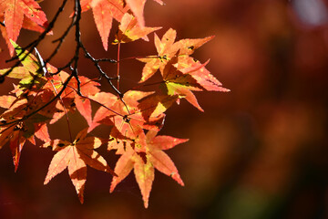 京都の晩秋の紅葉