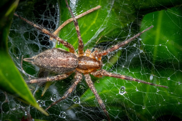 Top view of a Grass Spider (Genus Agelenopsis) waiting in its funneled web for prey after a rain shower. Raleigh, North Carolina.