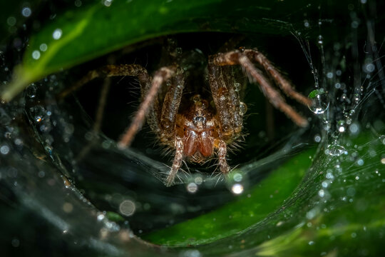 A Grass Spider (Genus Agelenopsis) waiting in its funneled web for prey after a rain shower. Raleigh, North Carolina.