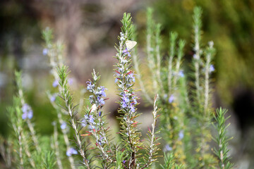 花が咲いたローズマリー