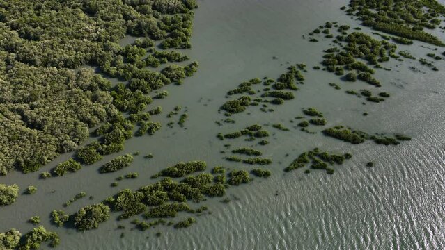 Beautiful Cinematic Aerial Drone Top Down Shot of Mangroves in Brail