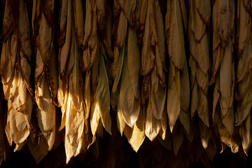 Tabacco leaves drying, inside a shed or barn for drying tobacco leaves in rural France.