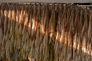 Tabacco leaves drying, inside a shed or barn for drying tobacco leaves in rural France.