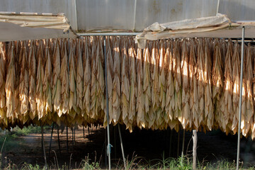 Tabacco leaves drying, inside a shed or barn for drying tobacco leaves in rural France.