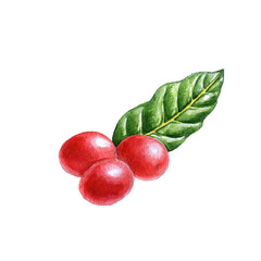watercolor drawing coffee red berries with green leaf at white background, hand drawn illustration