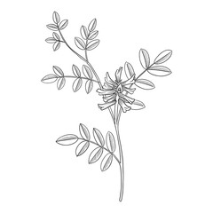 vector drawing plant of Licorice, Chinese liquorice, Glycyrrhiza uralensis, herb of traditional chinese medicine, hand drawn illustration