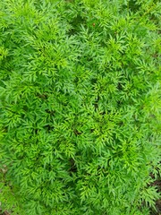 cosmos caudatus plant, also called the king of salads, the leaves are usually eaten as fresh vegetables