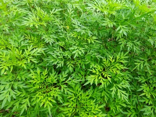 cosmos caudatus plant, also called the king of salads, the leaves are usually eaten as fresh vegetables