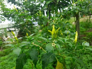green cayenne pepper plants that are bearing fruit, in the yard