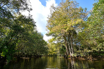 Fototapeta na wymiar Scenic views along the Loxahatchee River at Riverbend Park in Jupiter, Florida | Palm Beach County