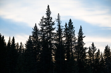 Group of coniferous trees with cloud formation