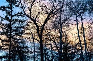 Obraz na płótnie Canvas Forest silhouette backed by winter sunset