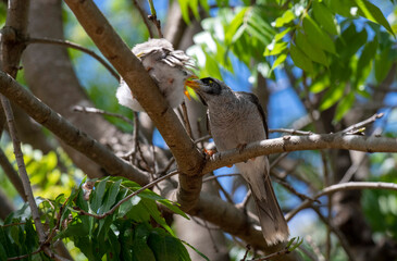 Australian Noisy Miner (Manorina melanocephala)