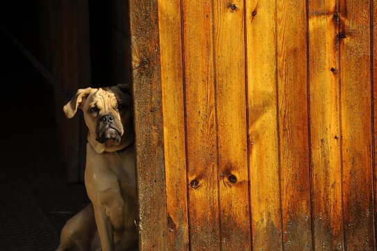 Farm Dog Peaking From Behind Barn Door 