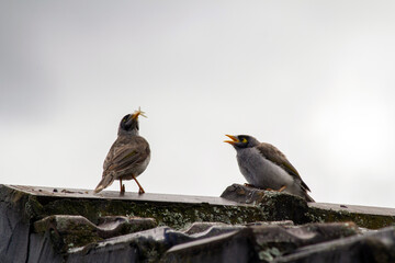 Australian Noisy Miner (Manorina melanocephala)