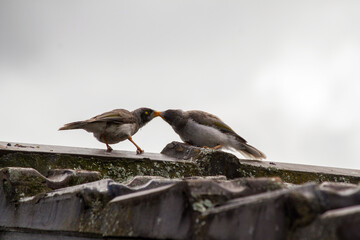 Australian Noisy Miner (Manorina melanocephala)